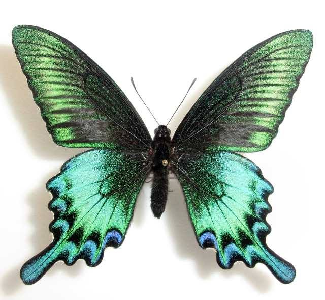 Papilio maackii (Artificial cold treatment, Hokkaido Japan) 3 (Internet Image property of respective owner, non-commercial use only)